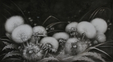 Dandelions - ink, paper