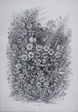 Daisies - ink, paper