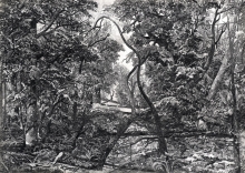 In The Silence - pencil, paper