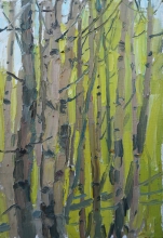 Birch Trees - oil, canvas