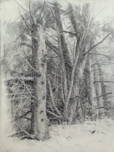 Dried Trees - pencil, paper