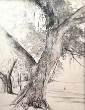 Old Tree Trunk - pencil, paper
